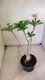 Planta Simples 3294 – 35cm – 03 anos - Imagem 5