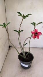 Planta Simples 3295 – 30cm – 02 anos - Imagem 2