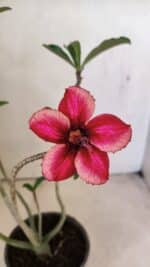 Planta Simples 3295 – 30cm – 02 anos