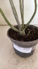 Planta Simples 3295 – 30cm – 02 anos - Imagem 7