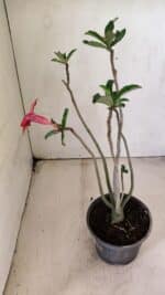 Planta Simples 3295 – 30cm – 02 anos - Imagem 6