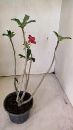 Planta Simples 3295 – 30cm – 02 anos - Imagem 5