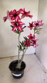 Planta Simples 3296 – 35cm – 03 anos - Imagem 2