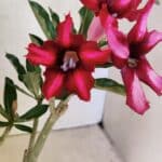 Planta Simples 3296 – 35cm – 03 anos