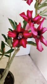 Planta Simples 3296 – 35cm – 03 anos