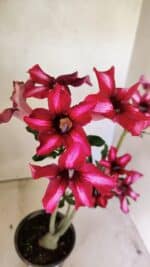 Planta Simples 3296 – 35cm – 03 anos - Imagem 4