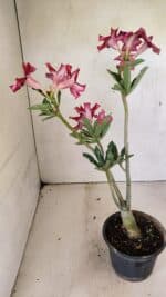 Planta Simples 3296 – 35cm – 03 anos - Imagem 7