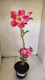 Planta Simples 3297 – 35cm – 02 anos - Imagem 2