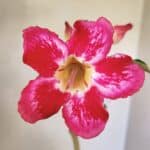 Planta Simples 3297 – 35cm – 02 anos