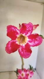 Planta Simples 3297 – 35cm – 02 anos