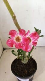 Planta Simples 3297 – 35cm – 02 anos - Imagem 5