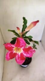 Planta Simples 3297 – 35cm – 02 anos - Imagem 4