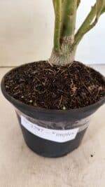 Planta Simples 3297 – 35cm – 02 anos - Imagem 8