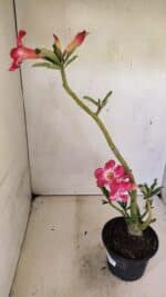 Planta Simples 3297 – 35cm – 02 anos - Imagem 7