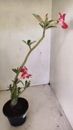 Planta Simples 3297 – 35cm – 02 anos - Imagem 6