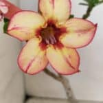 Planta Simples 3298 – 30cm – 02 anos