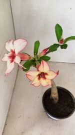 Planta Simples 3298 – 30cm – 02 anos - Imagem 4