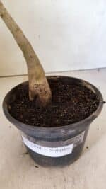 Planta Simples 3298 – 30cm – 02 anos - Imagem 6