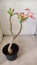 Planta Simples 3298 – 30cm – 02 anos - Imagem 5