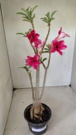 Planta Simples 3299 – 35cm – 03 anos - Imagem 2