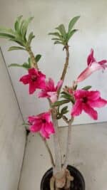 Planta Simples 3299 – 35cm – 03 anos - Imagem 4