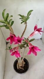 Planta Simples 3299 – 35cm – 03 anos - Imagem 5