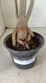 Planta Simples 3299 – 35cm – 03 anos - Imagem 8