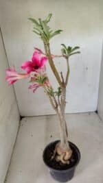 Planta Simples 3299 – 35cm – 03 anos - Imagem 7