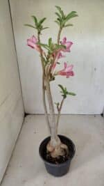 Planta Simples 3299 – 35cm – 03 anos - Imagem 6