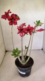 Planta Simples 3300 – 35cm – 03 anos - Imagem 2