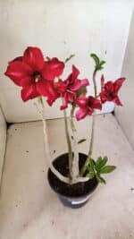 Planta Simples 3300 – 35cm – 03 anos - Imagem 7