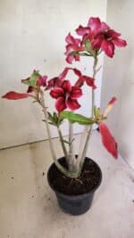 Planta Simples 3300 – 35cm – 03 anos - Imagem 6