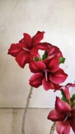 Planta Simples 3300 – 35cm – 03 anos - Imagem 5