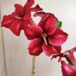 Planta Simples 3300 – 35cm – 03 anos