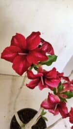 Planta Simples 3300 – 35cm – 03 anos - Imagem 3