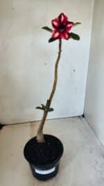 Planta Simples 3301 – 35cm – 03 anos - Imagem 2