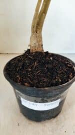 Planta Simples 3301 – 35cm – 03 anos - Imagem 5