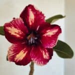 Planta Simples 3301 – 35cm – 03 anos