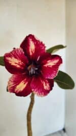 Planta Simples 3301 – 35cm – 03 anos