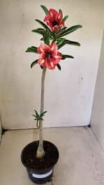 Planta Simples 3302 – 30cm – 02 anos - Imagem 2