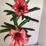 Planta Simples 3302 – 30cm – 02 anos