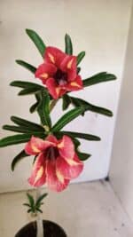 Planta Simples 3302 – 30cm – 02 anos