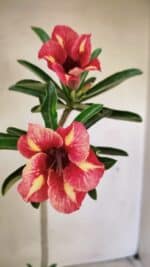 Planta Simples 3302 – 30cm – 02 anos - Imagem 3