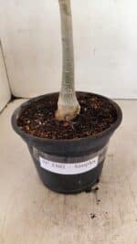 Planta Simples 3302 – 30cm – 02 anos - Imagem 8