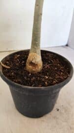 Planta Simples 3302 – 30cm – 02 anos - Imagem 6