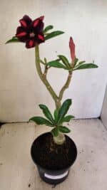 Planta Simples 3304 – 35cm – 03 anos - Imagem 2