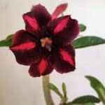 Planta Simples 3304 – 35cm – 03 anos