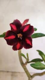 Planta Simples 3304 – 35cm – 03 anos