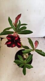 Planta Simples 3304 – 35cm – 03 anos - Imagem 4