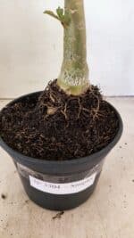 Planta Simples 3304 – 35cm – 03 anos - Imagem 7